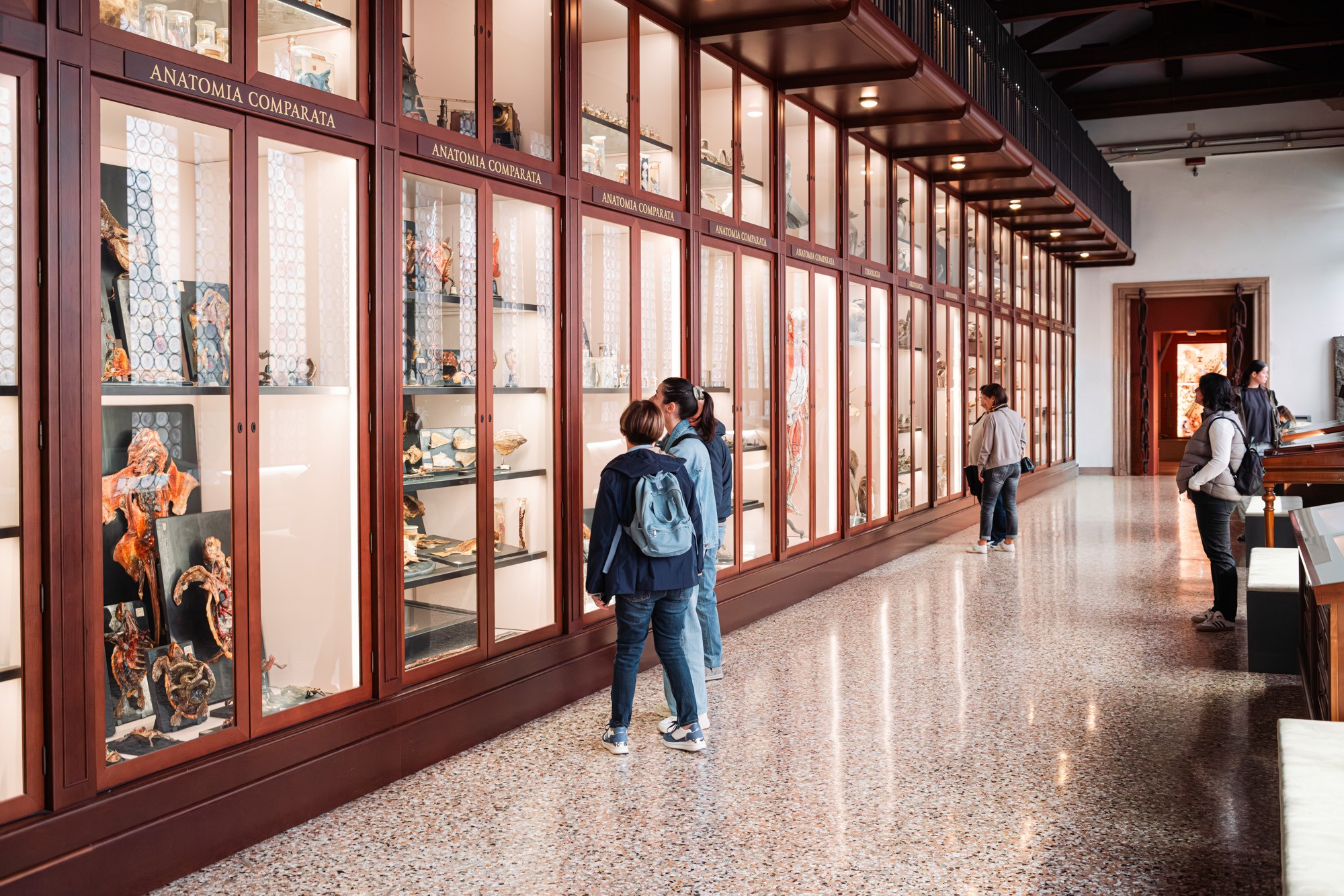 Ragazzi osservano le vetrine del museo di storia naturale di venezia